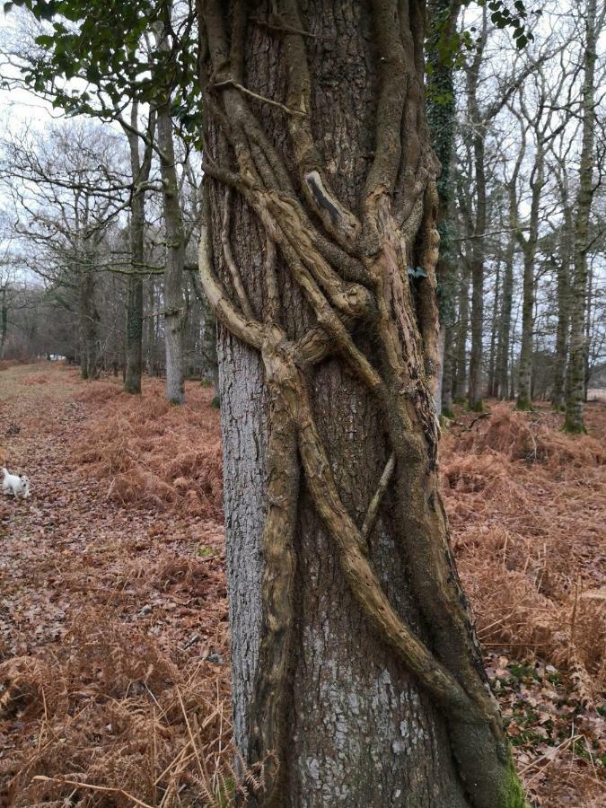 4 Lyndhurst Rd Brockenhurst Dış mekan fotoğraf