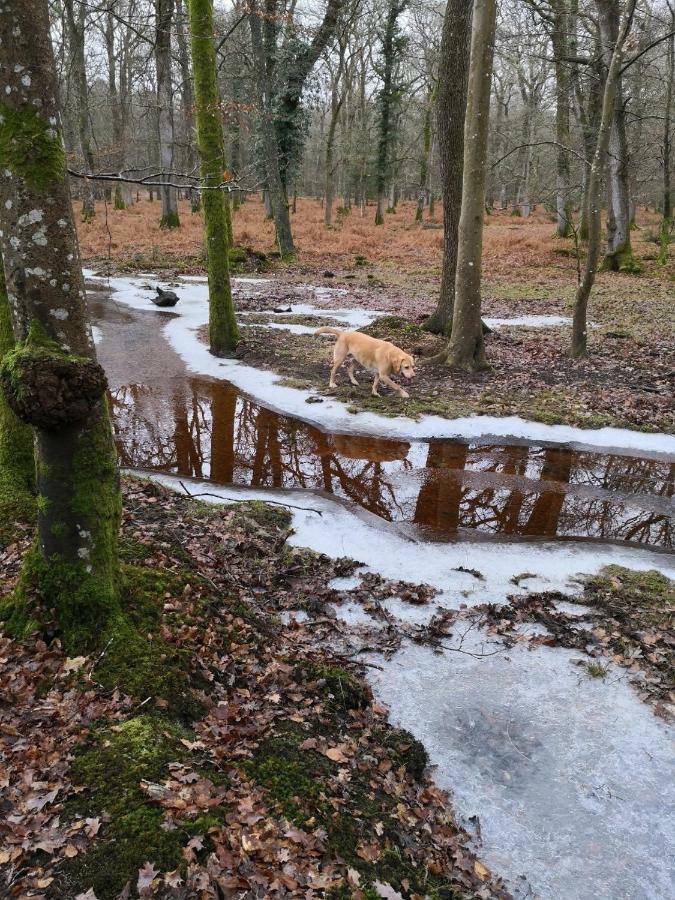 4 Lyndhurst Rd Brockenhurst Dış mekan fotoğraf